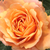 Oranžna - Mini - pritlikave vrtnice - Apricot Clementine®